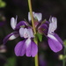 Collinsia heterophylla - Photo (c) nathantay, μερικά δικαιώματα διατηρούνται (CC BY-NC)