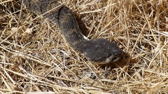 Crotalus oreganus