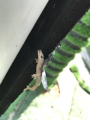 Hemidactylus frenatus