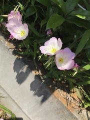 Oenothera speciosa