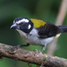 Black-winged Saltator - Photo (c) John Guerin, some rights reserved (CC BY-NC), uploaded by John Guerin
