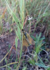 Libelloides ictericus