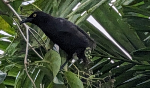 Micronesian Starling (Aplonis opaca), photo 5
