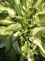 Hosta