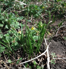 Gagea granulosa