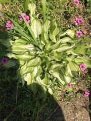 Hosta