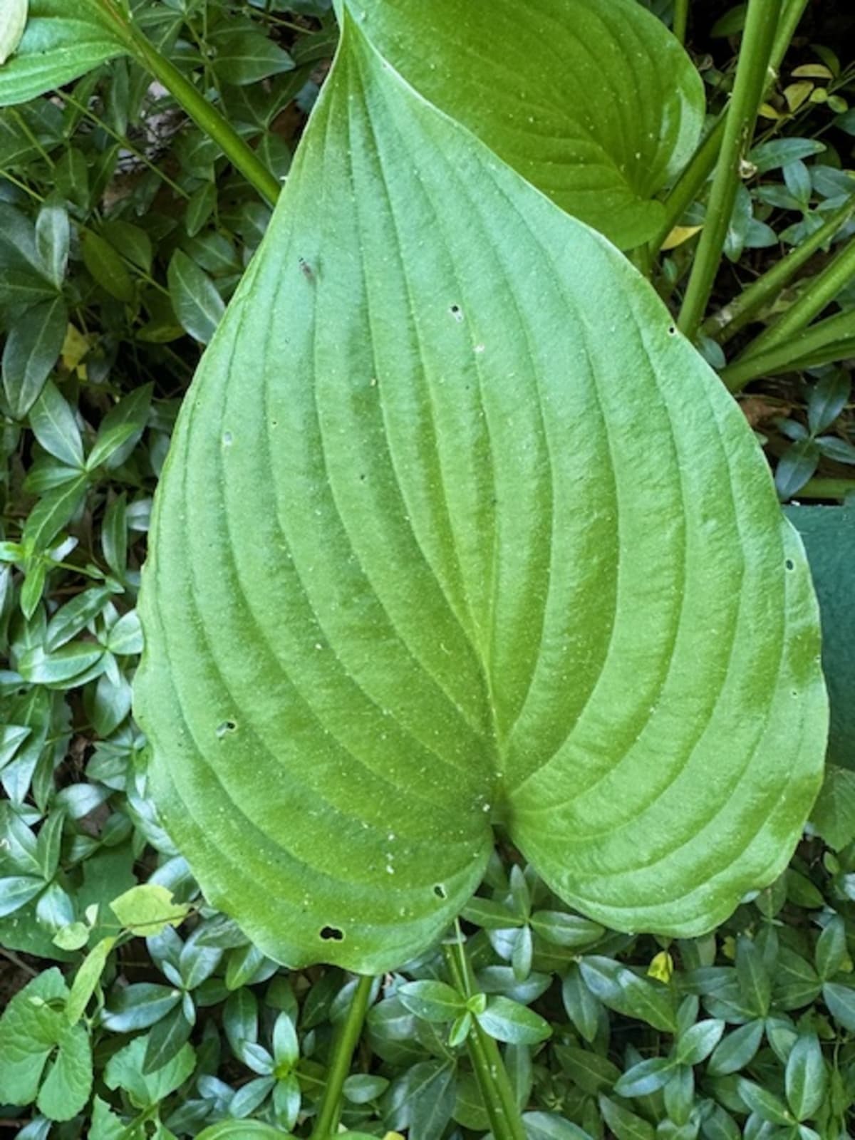 Imagem de Lírio de banana