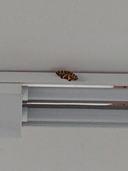 Pantherodes pardalaria