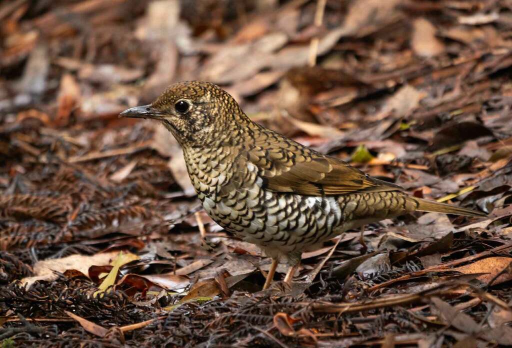 Bassian Thrush from Barwon Downs VIC 3243, Australia on May 5, 2024 at ...