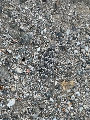 iNaturalist observation photo of Desert Horned Lizard