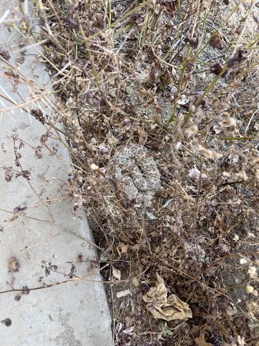 iNaturalist observation photo of Southwestern Speckled Rattlesnake