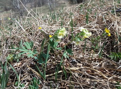 Corydalis bracteata