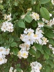 Rosa multiflora