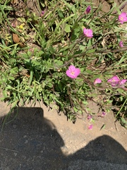 Oenothera rosea