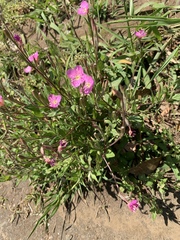 Oenothera rosea
