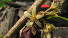 Piparea multiflora