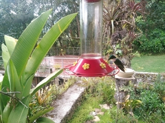 Heliangelus spencei