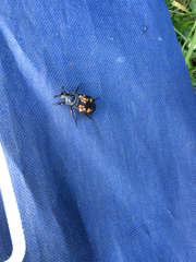 Nicrophorus defodiens