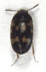 Litargus balteatus