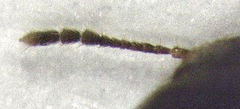 Litargus balteatus