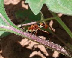 Compsocryptus texensis