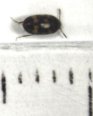 Litargus balteatus