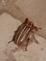 Polyphylla decemlineata