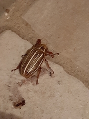 Polyphylla decemlineata