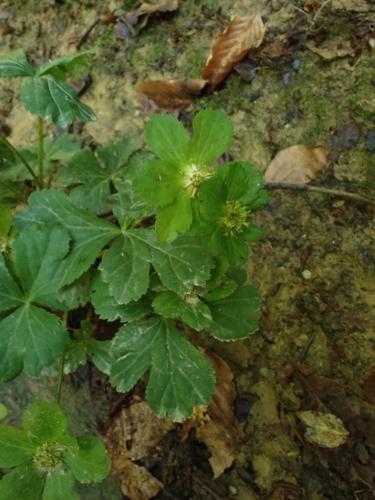 Image of Sanicula epipactis by no rights reserved