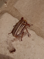 Polyphylla decemlineata