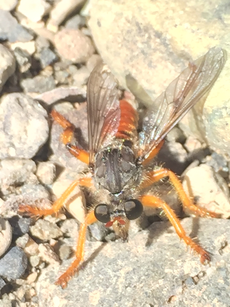 Andrenosoma hesperium