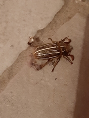 Polyphylla decemlineata