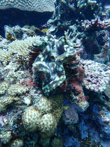 Fluted Giant Clam