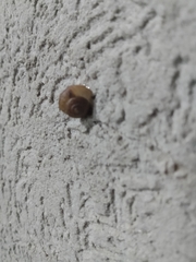 Bradybaena similaris