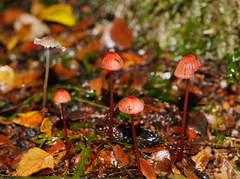 Mycena toyerlaricola