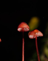 Mycena toyerlaricola