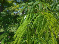 Parapiptadenia rigida