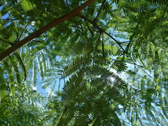 Parapiptadenia rigida