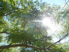 Parapiptadenia rigida