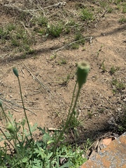 Papaver dubium