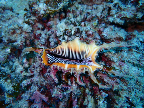 Lambis lambis observed 2023-05-26