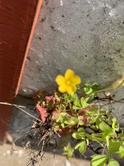 Oxalis corniculata