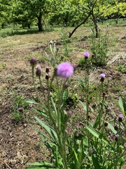 Serratula coronata insularis