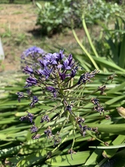 Scilla peruviana