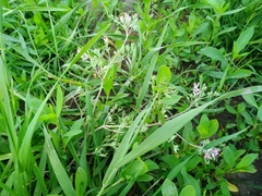 Fumaria parviflora