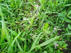 Fumaria parviflora
