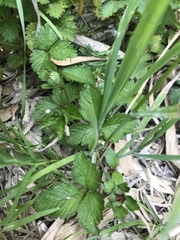 Potentilla hebiichigo