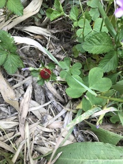 Potentilla hebiichigo