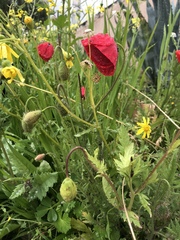 Papaver umbonatum