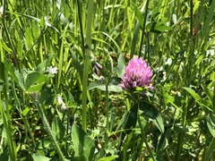 Trifolium pratense